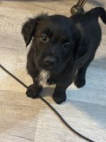 Coltreivers- Merle Border Collie and Golden Retriever