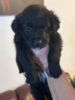 Coltreivers- Merle Border Collie and Golden Retriever