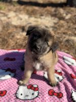 Mixed Puppies for sale in Orlando, FL, USA. price: $800