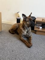 Mixed Puppies for sale in Sheffield, UK. price: 200 GBP