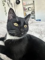 Lovely kitten 4 Month looking for a home in Berlin