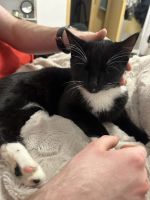 Lovely kitten 4 Month looking for a home in Berlin