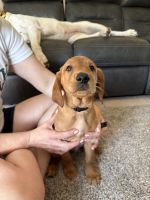 Mixed Puppies for sale in North Port, FL, USA. price: $650