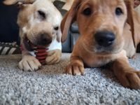 Mixed Puppies for sale in North Port, FL, USA. price: $650