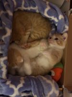 Mixed Cats for sale in Gloucester City, NJ, USA. price: $50