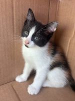 Mixed Cats for sale in Lake Stevens, WA 98258, USA. price: $250