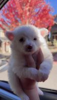 Mezclado Cachorro | Beaverton, Oregón