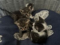 GemischtKatzenzu verkaufen in 2221 Groß-Schweinbarth, Österreich. Preis: NA