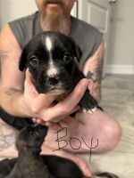 Mixed Puppies for sale in St Marys, GA, USA. price: $50