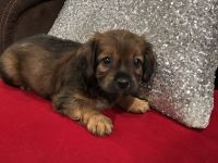 Mixed Puppies for sale in Reading, PA, USA. price: $200