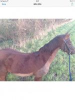 Mixed Horses for sale in West Chester, PA, USA. price: $700