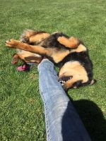 Zeebo looking for forever home