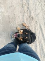 Zeebo looking for forever home