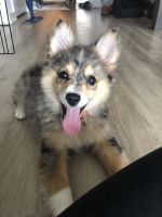 Australian Eskimo Puppy for sale