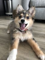 Australian Eskimo Puppy for sale