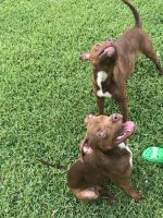 Rednose pitbull puppy