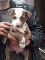 Pitbull pups looking for good homes