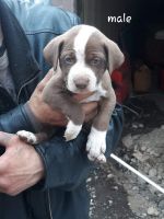 Pitbull pups looking for good homes