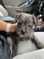 Beautiful Black Puppy Jack Russel Mix For Sale