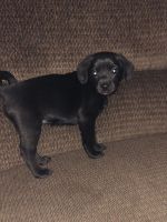 Puppies for Sale