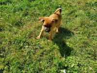 Two 8 week year old puppies for sale