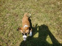 Two 8 week year old puppies for sale