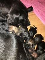 Mastiff, chow/black labs