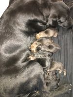 Mastiff, chow/black labs