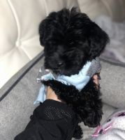 Toy Poodle Jack Russel Cutest Puppy ready NOW