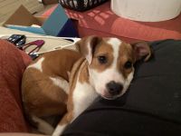 Chiwienie Boston Mix