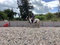 Mixed Horses for sale in Portland, OR, USA. price: $3,500