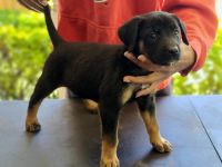 6 week puppies for sale