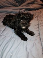 Yorkie mixed puppy