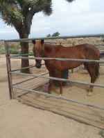 Mixed Horses for sale in Hesperia, CA, USA. price: $1,700