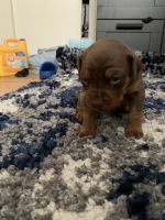 Doberman/pitbull mix