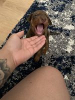 Doberman/pitbull mix