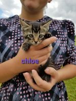 Mixed Cats for sale in Barto, PA 19504, USA. price: $100