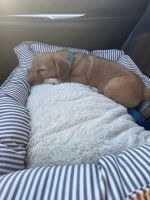 Puppy needs rehoming