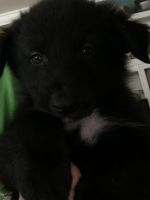 Looking for forever homes