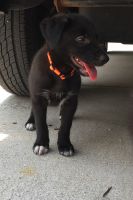 Looking for forever homes