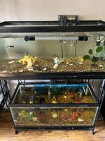 Molly Fishes for sale in Morrisville, PA 19067, USA. price: $200