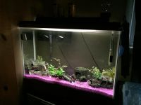 Molly Fishes for sale in Burlington, CT, USA. price: $75