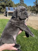 Molossus Puppies for sale in Bend, Oregon. price: $4,000