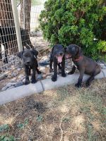 Molossus Puppies for sale in Mesa, AZ, USA. price: $1,200