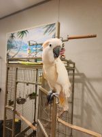 Moluccan Cockatoo Birds for sale in Shepherdsville, KY 40165, USA. price: $2,500