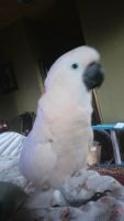 Moluccan Cockatoo Birds for sale in Port Charlotte, Florida. price: $200,000