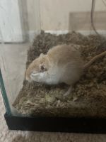 Mongolian Jird Rodents Photos