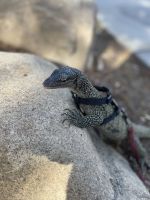 Monitor Reptiles for sale in Brea, CA, USA. price: $600