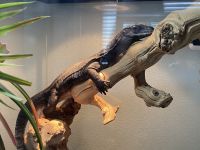 Monitor Reptiles for sale in Nampa, ID, USA. price: $3,000
