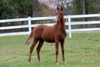 Morgan Horse Horses for sale in Springfield, MO, USA. price: $3,000